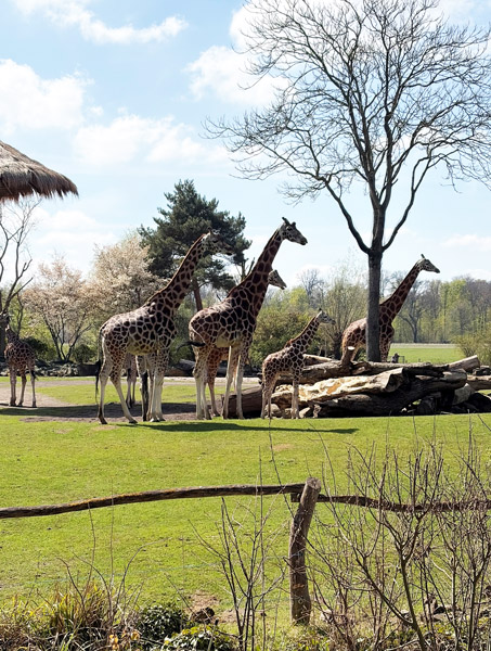 Mehrere Giraffen stehen auf einer grünen Wiese mit Bäumen und einem Holzhaufen im Hintergrund.