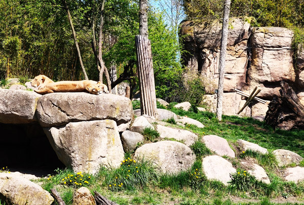 Zwei Löwinnen liegen auf einem großen Felsen in einer steinigen, bewaldeten Landschaft.