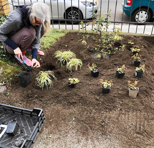Eine Mitarbeiterin von Blickpunkt Auge Sachsen pflanzt die noch kleinen Buschpflanzen an ihren Platz.