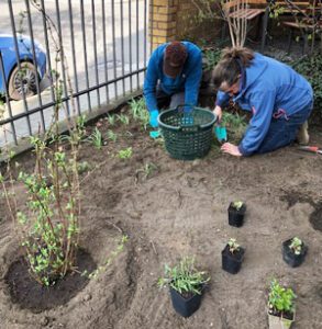 Auch hier werden viele kleine Setzlinge und Jungpflanzen in die Erde gesetzt.